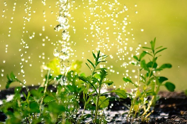 agua-regar