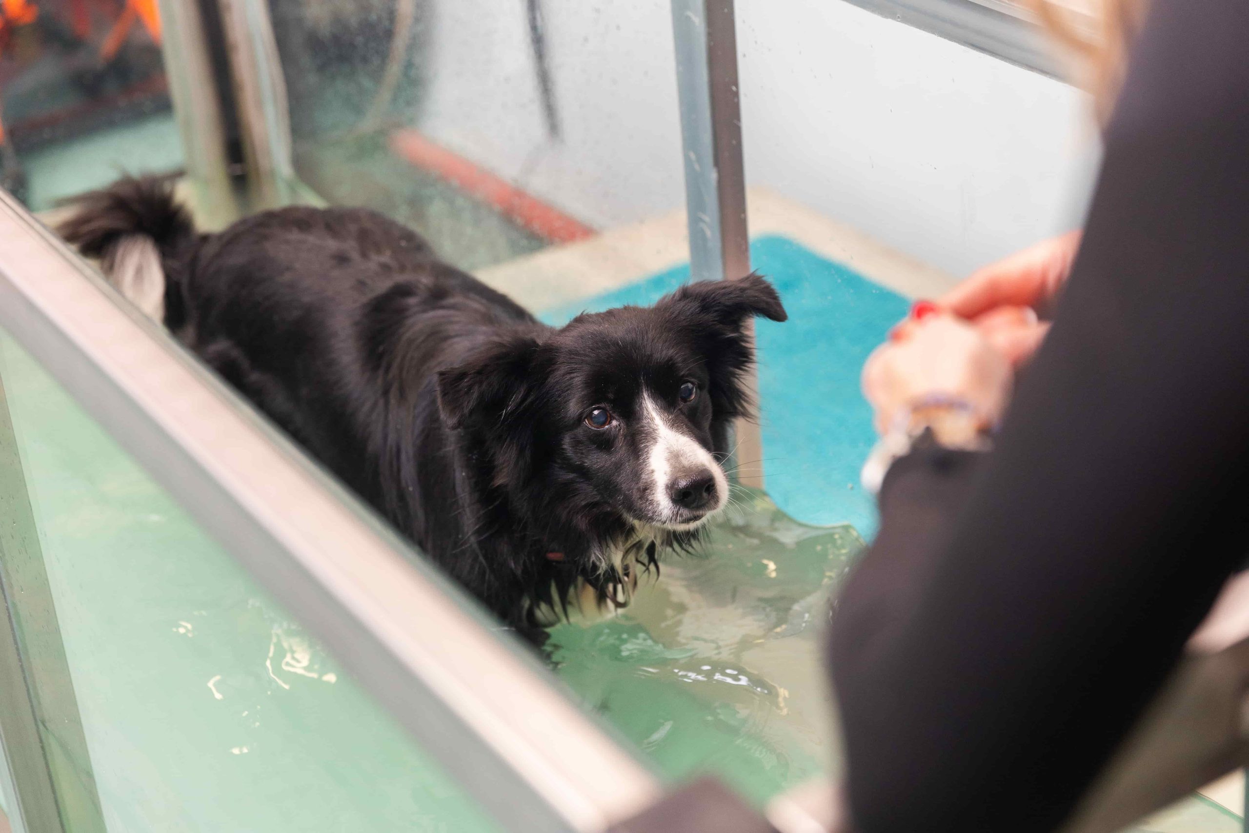 agua-para-veterinarias
