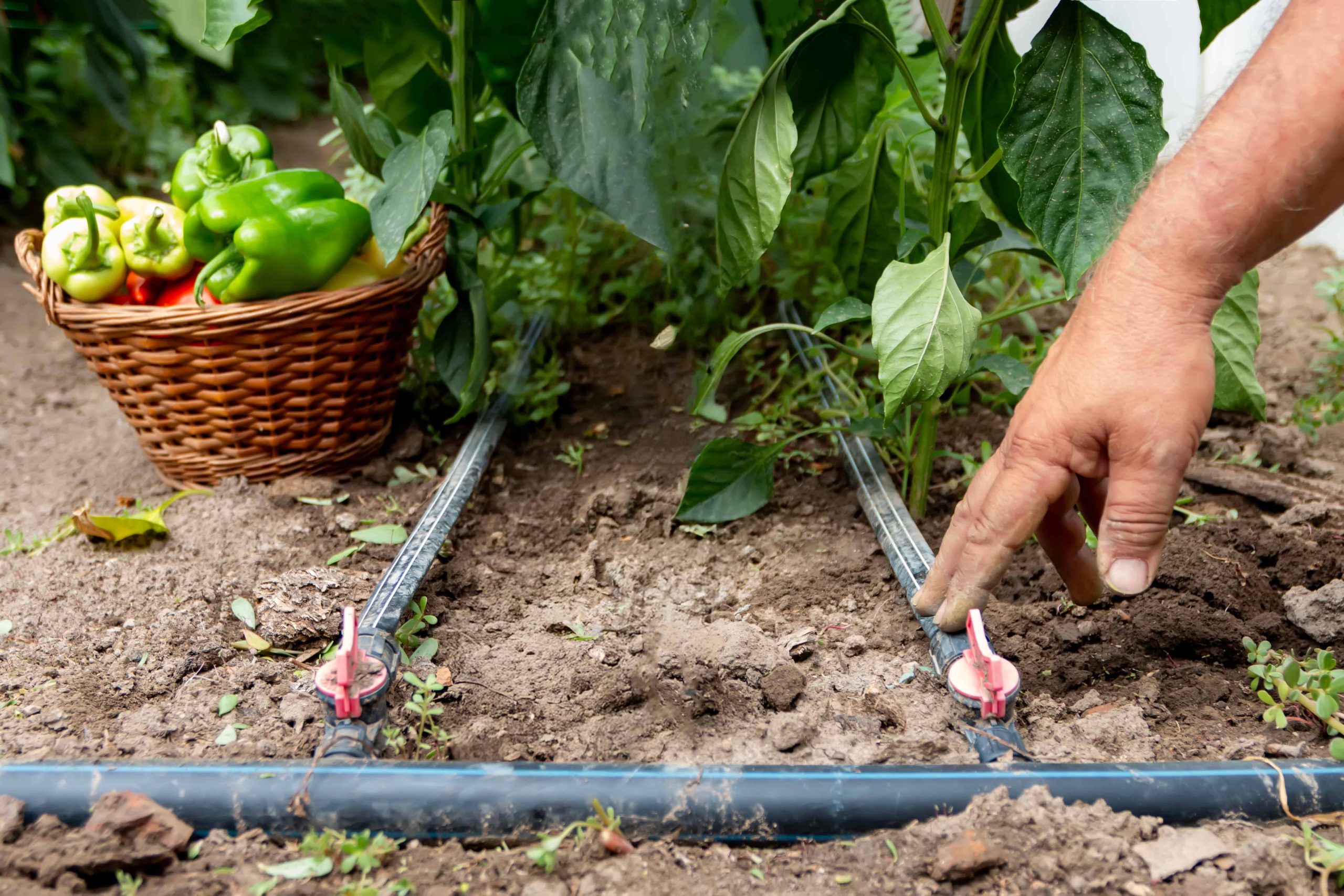 agua-para-plantas