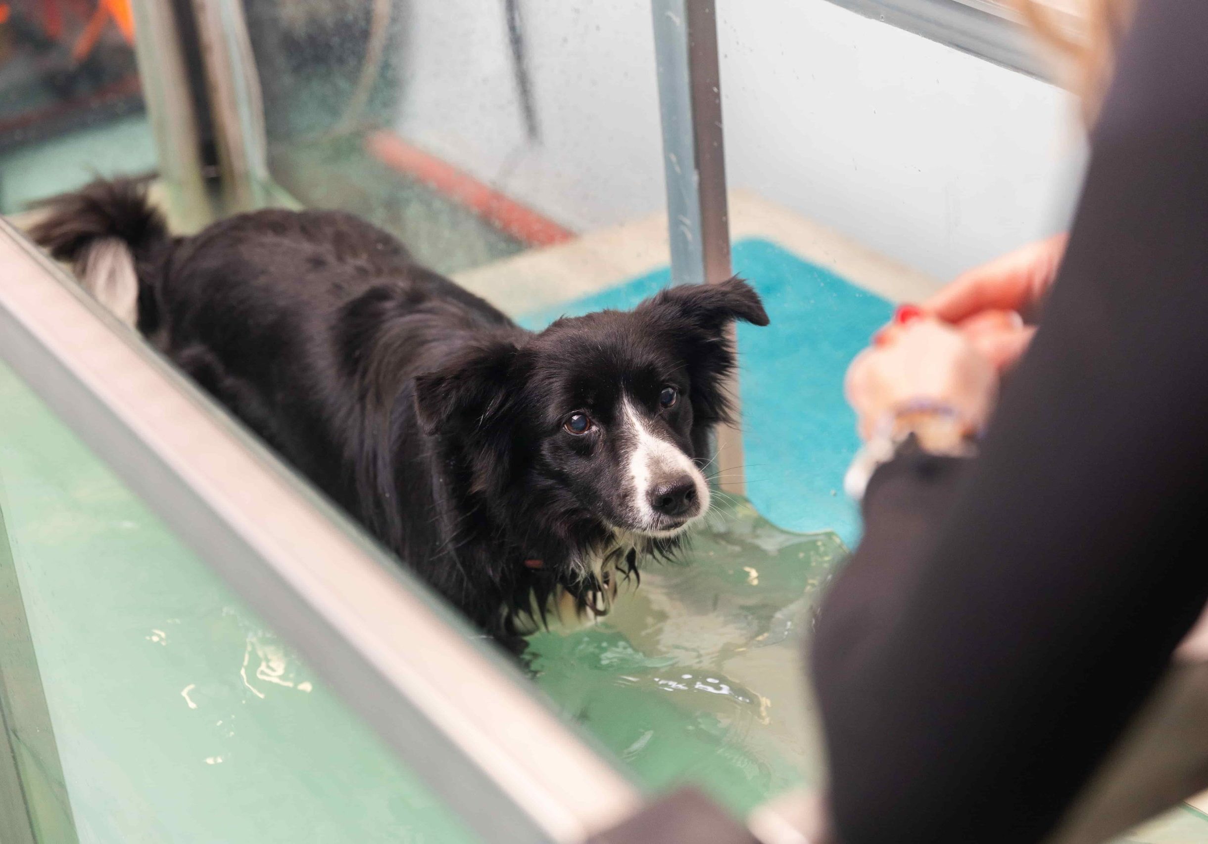 agua-para-veterinarias